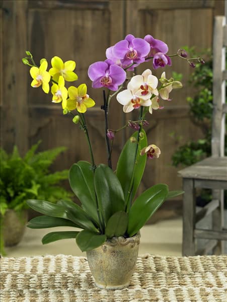Phalaenopsis Mischung im Topf