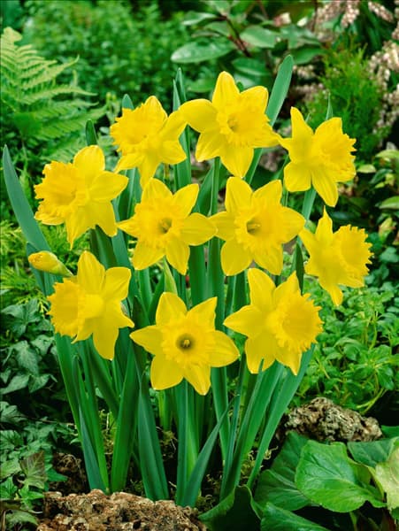 Narcissus - Trumpet Dutch Master