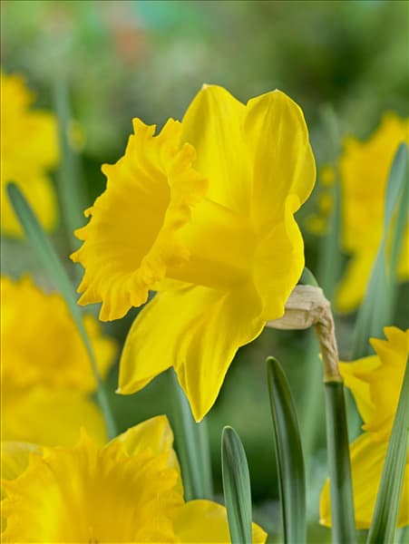 Narcissus Trumpet Dutch Master