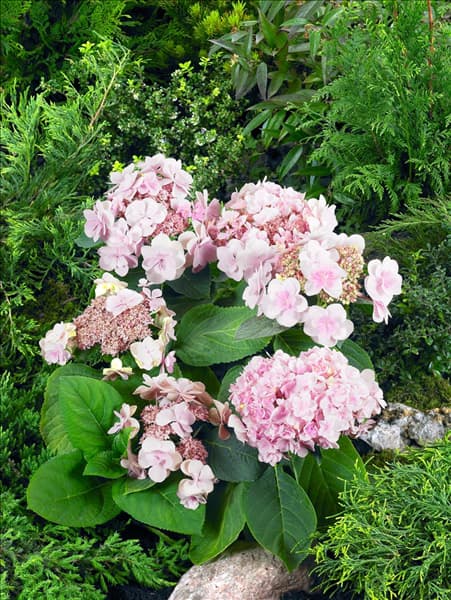 Hydrangea macrophylla YOU-ME® Emotion Rose