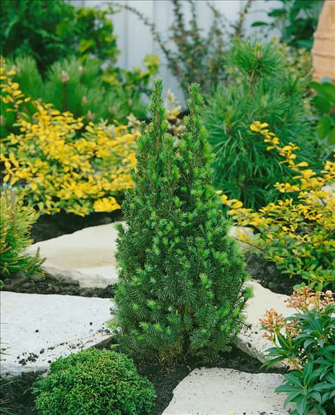 Picea glauca Zuckerhut