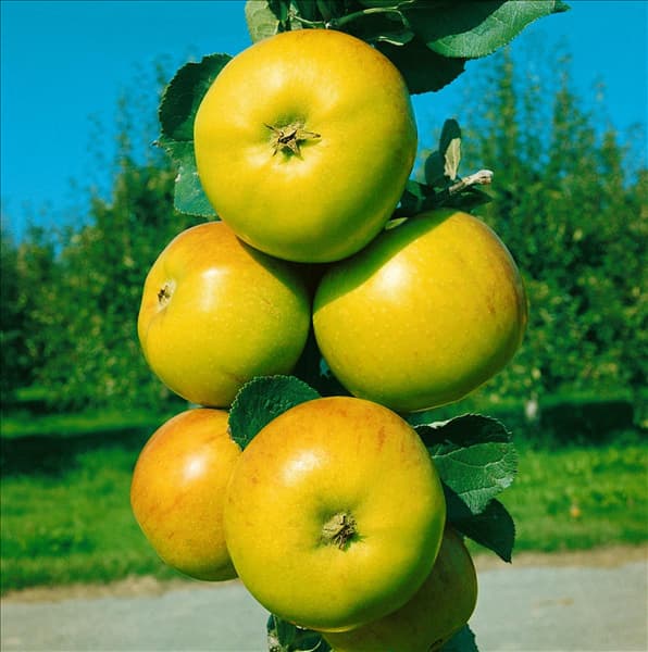 Apfel / Malus domestica Jakob Lebel
