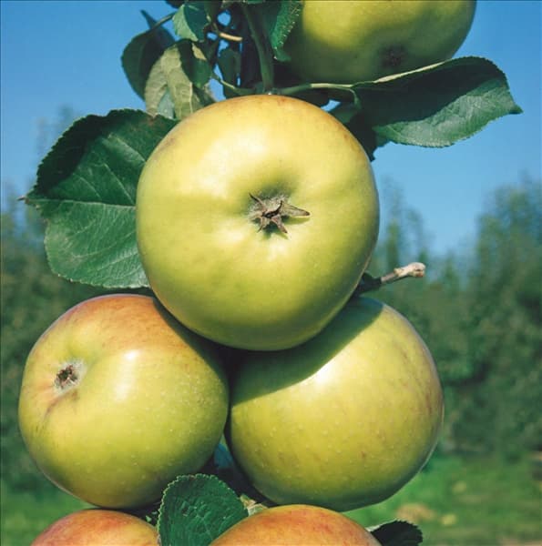 Malus domestica Jakob Lebel