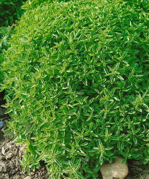 Origanum vulgare Compactum