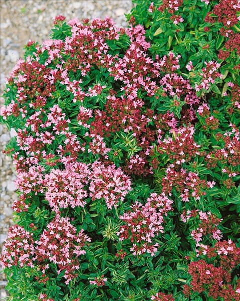 Origanum vulgare Compactum