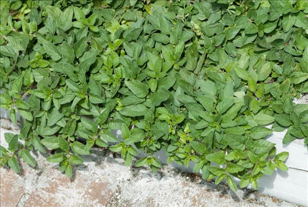Origanum vulgare Compactum