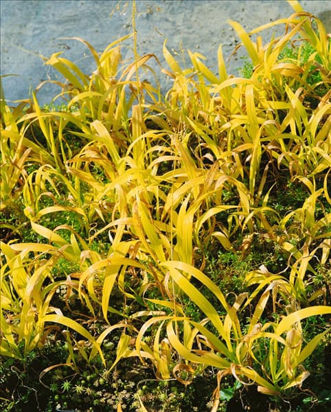 Milium effusum Aureum