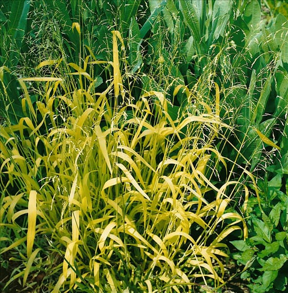 Milium effusum Aureum