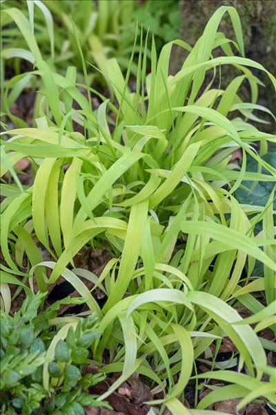 Milium effusum Aureum