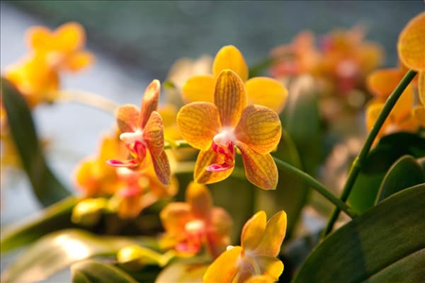 Phalaenopsis, orange