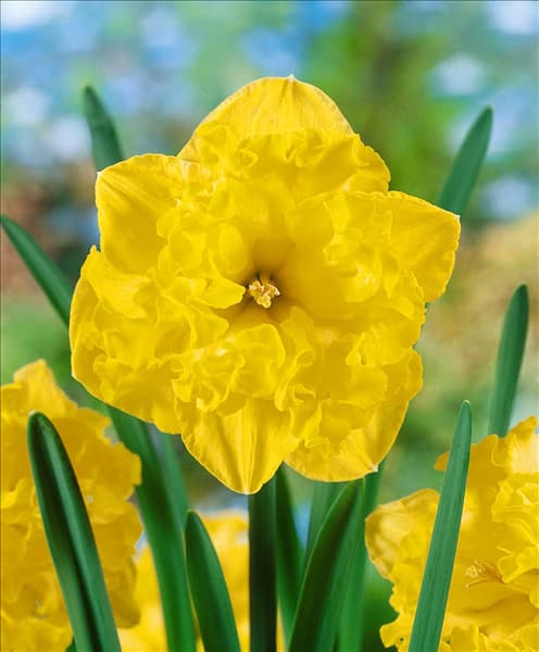 Split Narcissus Flyer