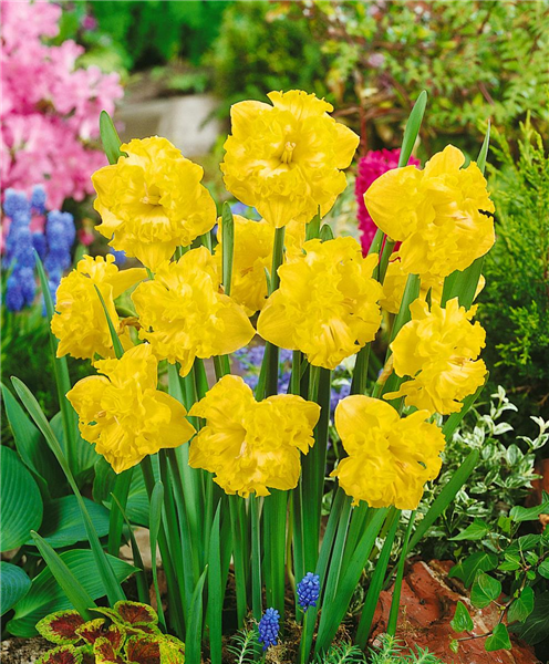 Split Narcissus Flyer