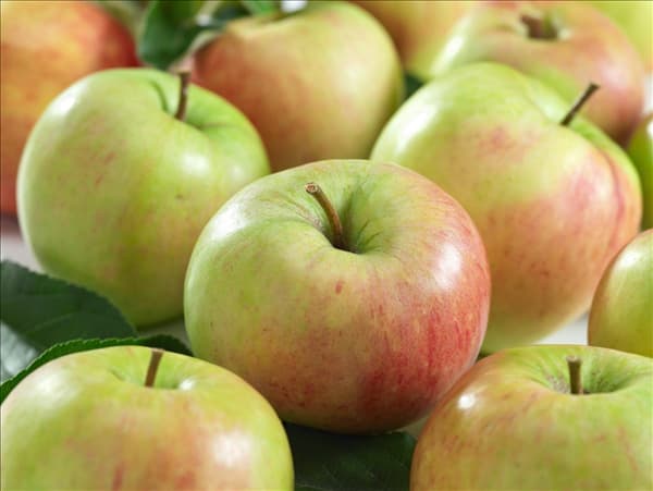Malus domestica James Grieve