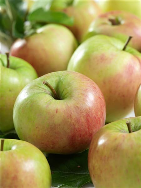 Malus domestica James Grieve