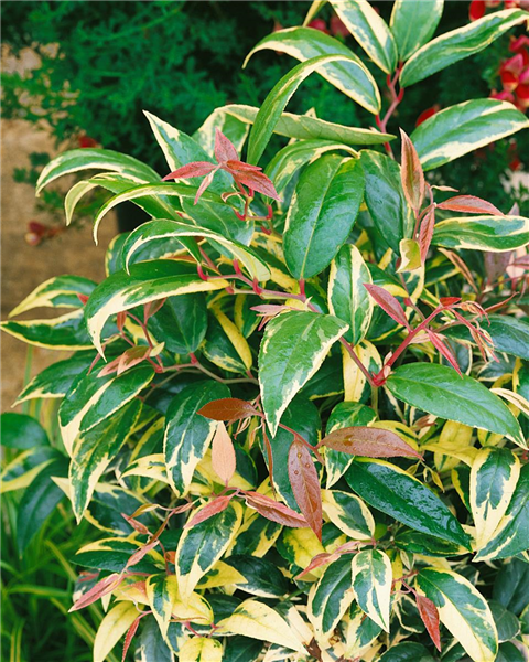 Leucothoe axillaris Tricolor