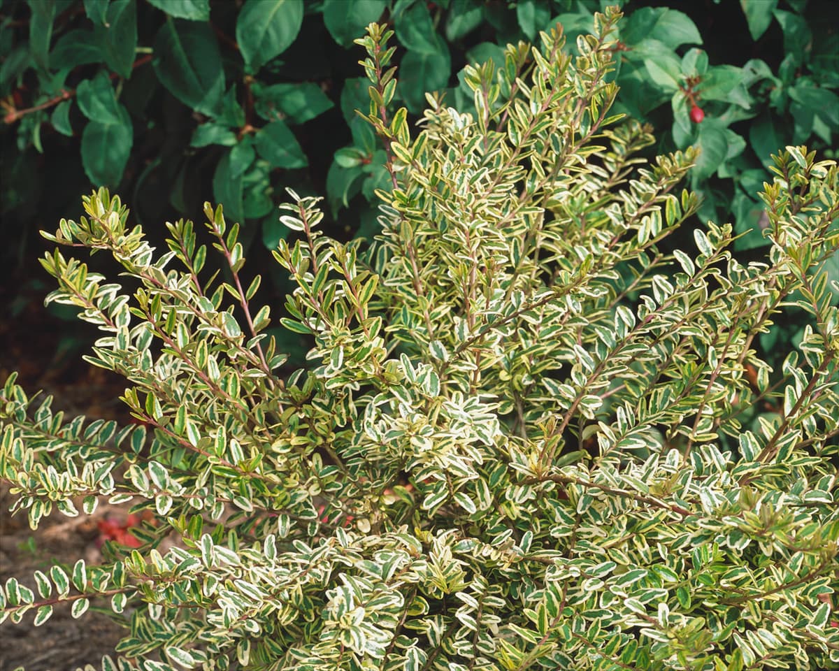 Lonicera nitida Lemon Beauty