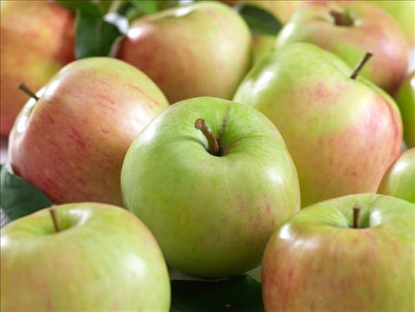 Malus domestica James Grieve
