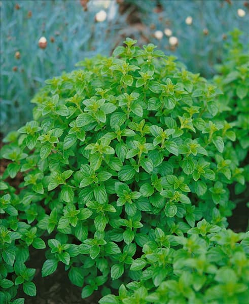 Origanum vulgare