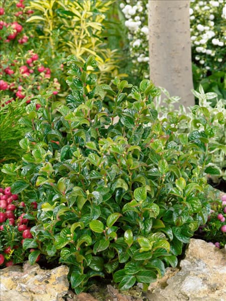 Leucothoe axillaris Curly Red