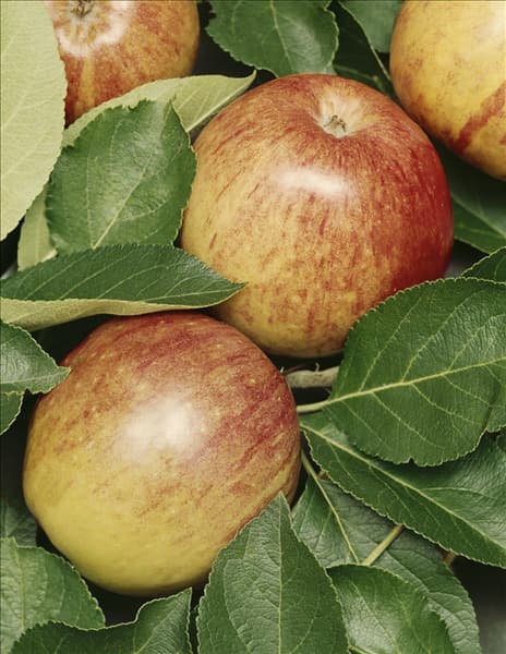 Apfel / Malus domestica James Grieve
