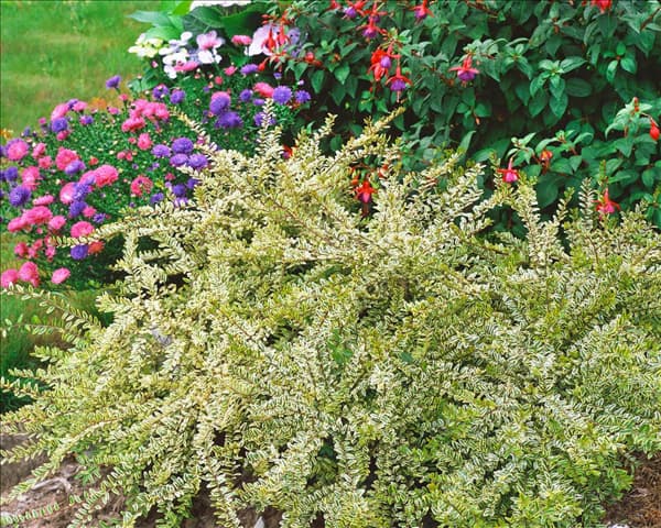 Lonicera nitida Lemon Beauty