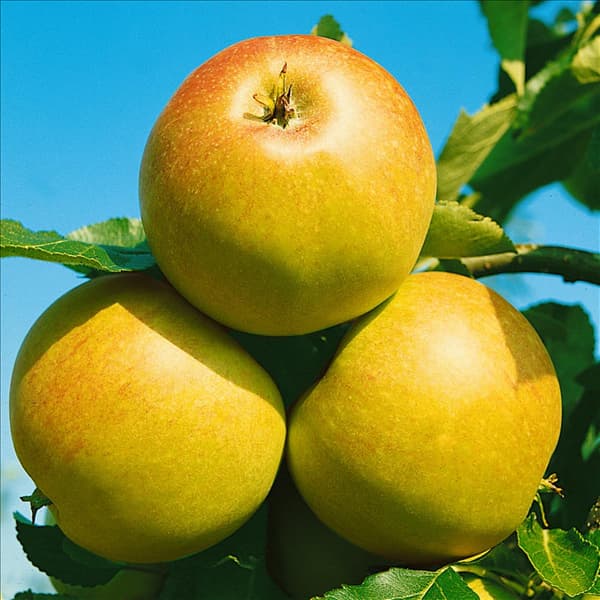 Apfel / Malus domestica James Grieve