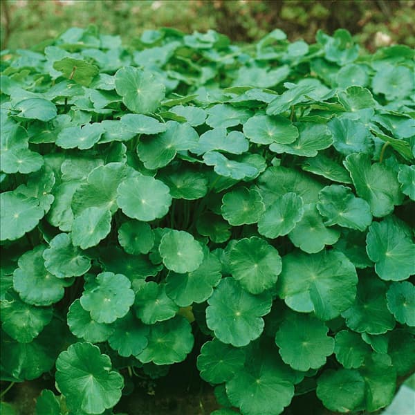 Hydrocotyle vulgaris