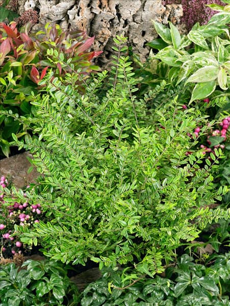 Lonicera nitida Lemon Beauty