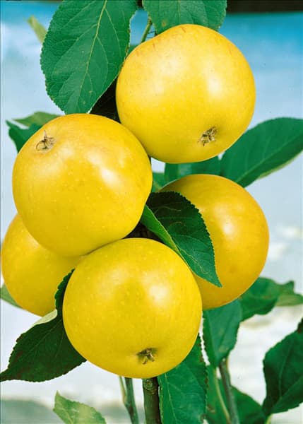 Apfel / Malus domestica James Grieve