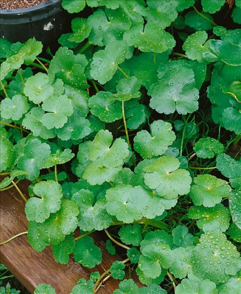 Hydrocotyle vulgaris