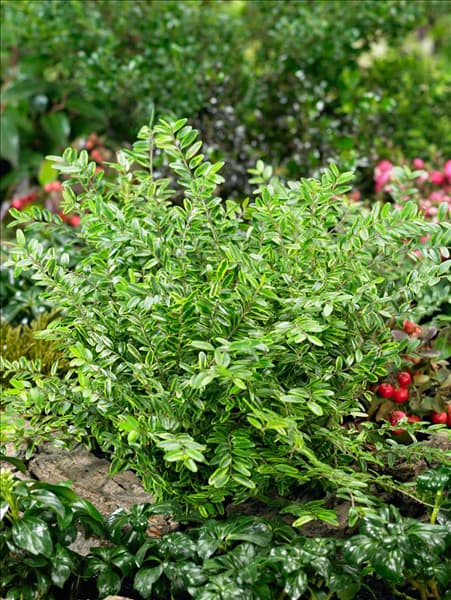 Lonicera nitida Lemon Beauty