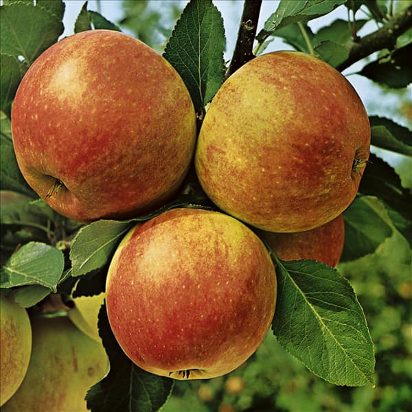 Apfel / Malus domestica James Grieve
