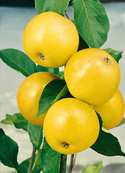 Apfel / Malus domestica James Grieve