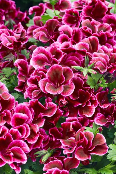 Pelargonium grandiflorum