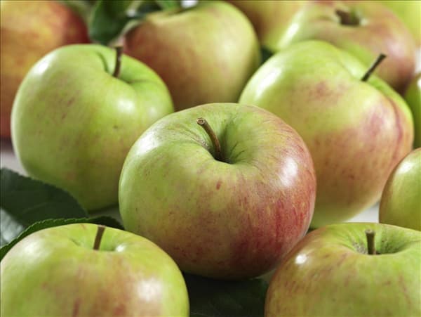 Malus domestica James Grieve
