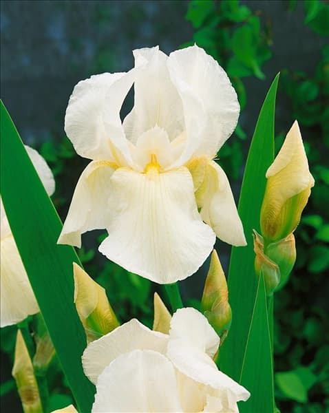 Iris germanica Cheverny