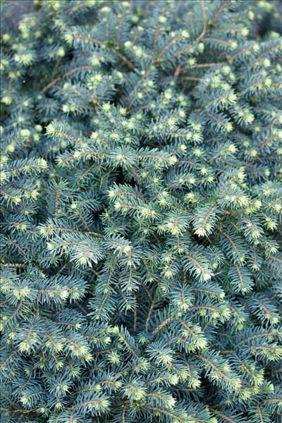 Picea omorika Karel