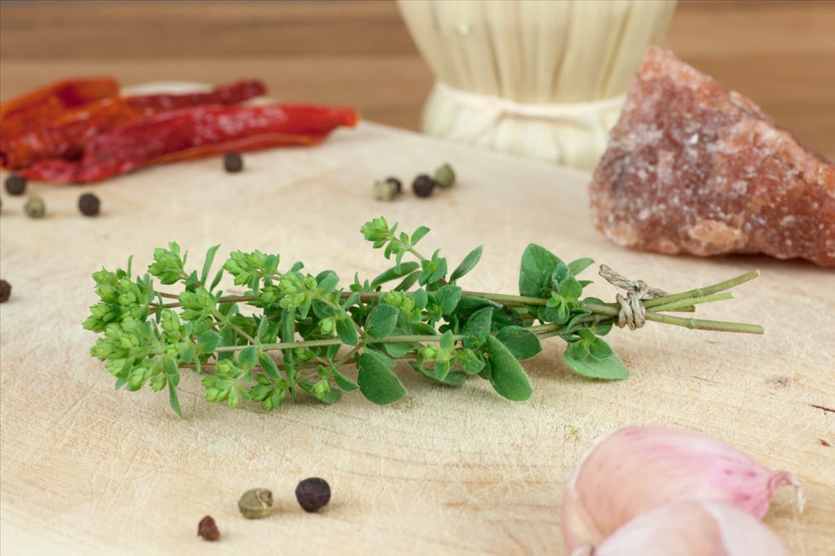Origanum vulgare Hot & Spicy