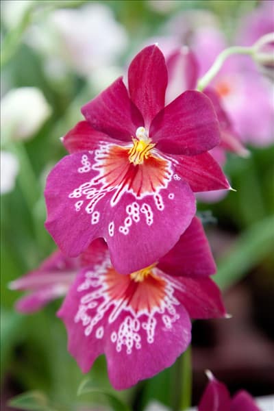 Miltonia, pink
