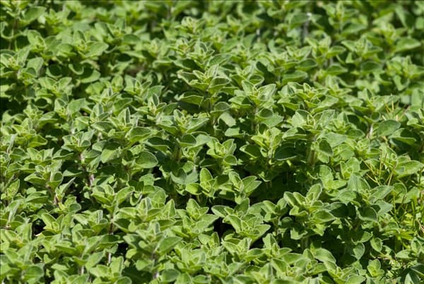 Origanum vulgare Hot & Spicy