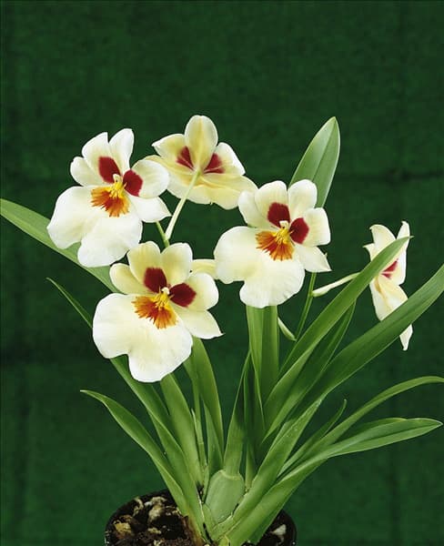 Miltonia albaccte