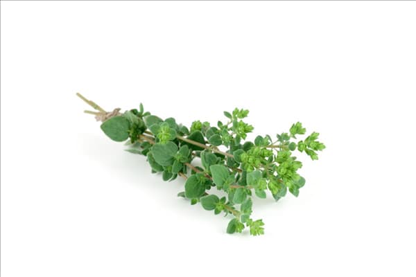Origanum vulgare Hot  & Spicy