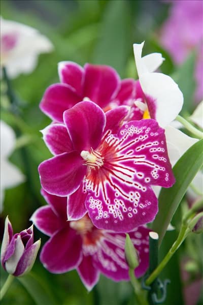 Miltonia, pink
