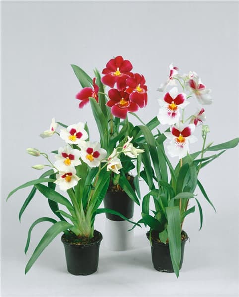MILTONIA
