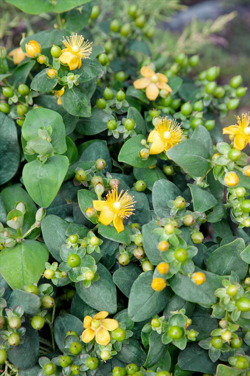 Hypericum calycinum Lemon Annebell