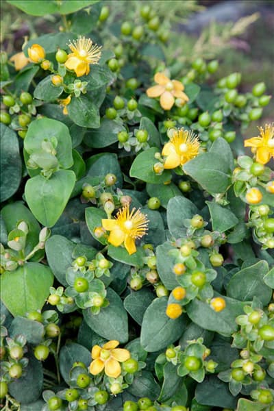 Hypericum calycinum Lemon Annebell