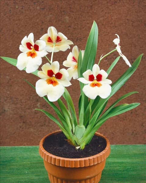 MILTONIA ALBACCTE / YELLOW