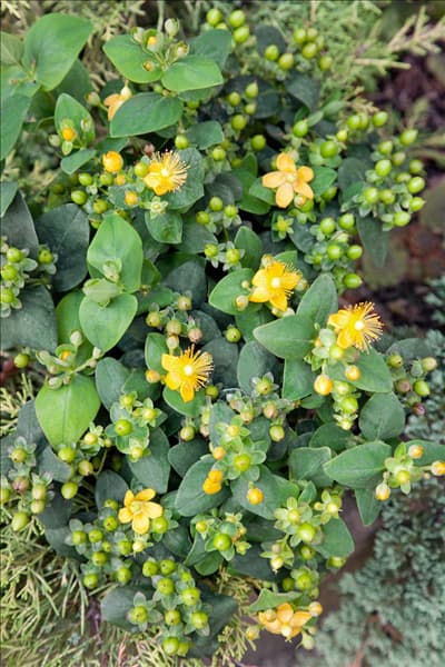 Hypericum calycinum Lemon Annebell