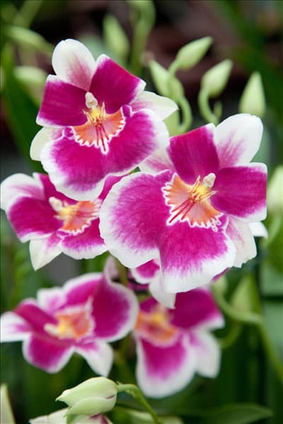 Miltonia, pink