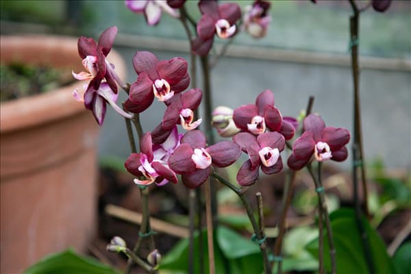 Phalaenopsis, dunkelrot
